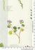Florie  - 340 Green